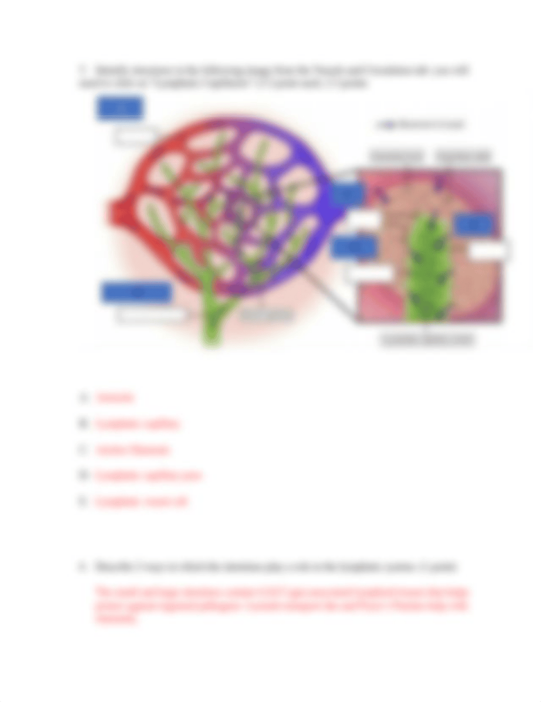 week 4 lymphatic lab.docx_dqji38x6ilb_page2