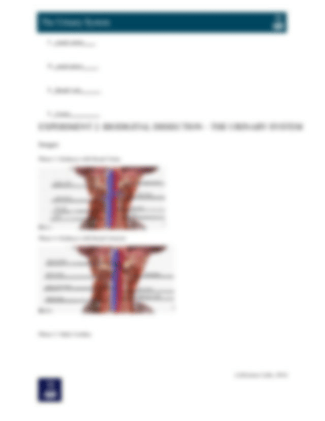 Urinary System complete.docx_dqjn95dy28l_page3