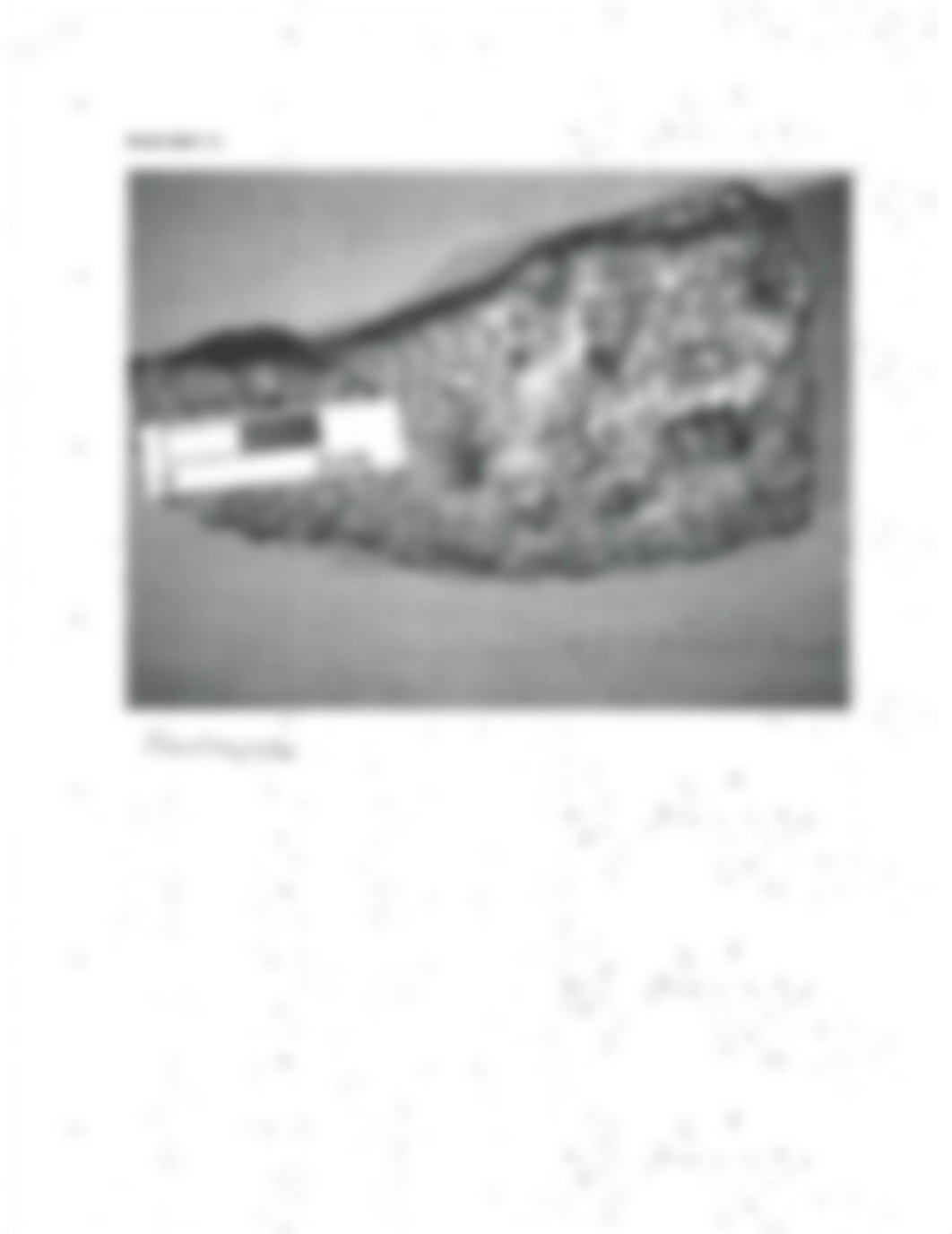 Lab 11 Mesozoic fossils.pdf_dqkj4341nvz_page4