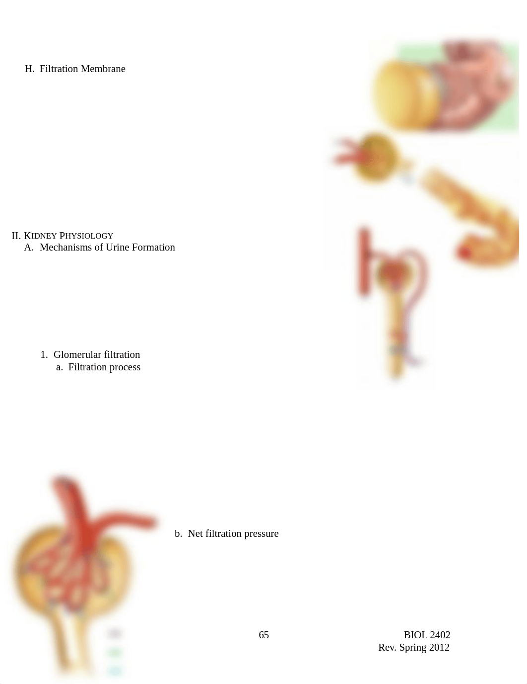 BIOL 2402 NOTES Urinary System 042212 (1)_dqld2bv0ib1_page4