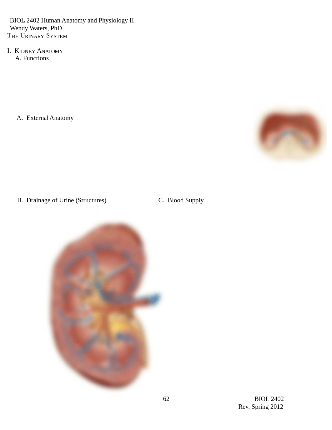 BIOL 2402 NOTES Urinary System 042212 (1)_dqld2bv0ib1_page1