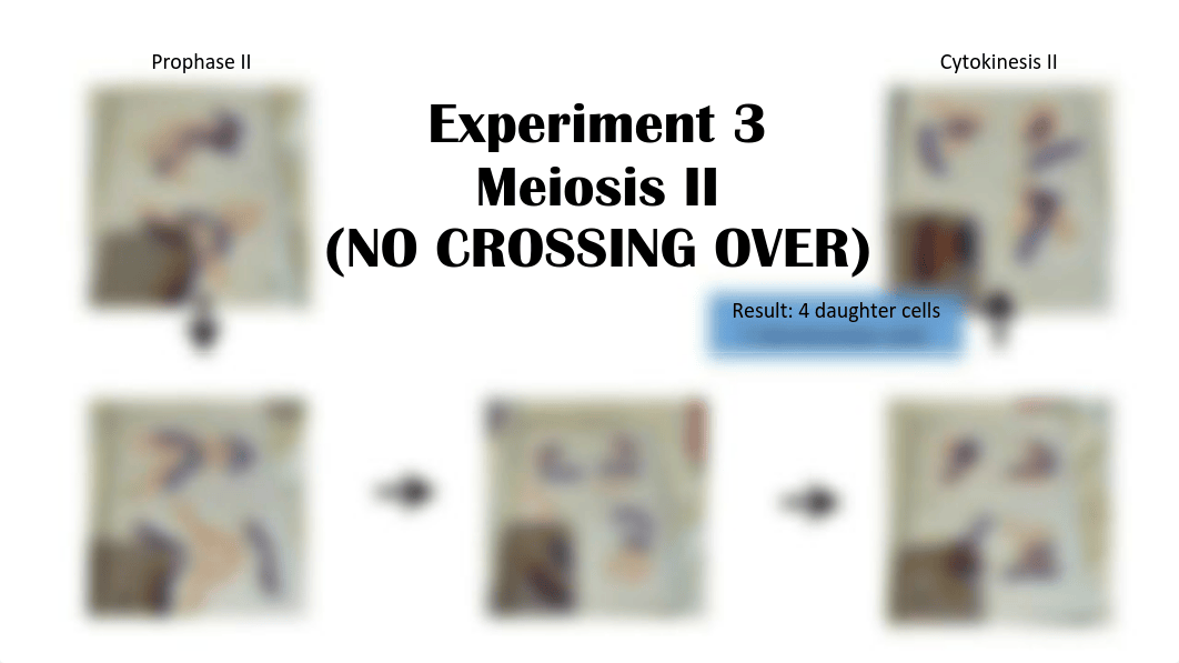 Meiosis and Mitosis.pdf_dqm71uwjr7p_page3