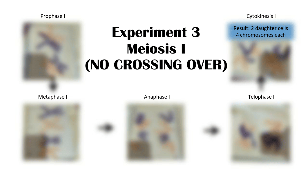 Meiosis and Mitosis.pdf_dqm71uwjr7p_page2