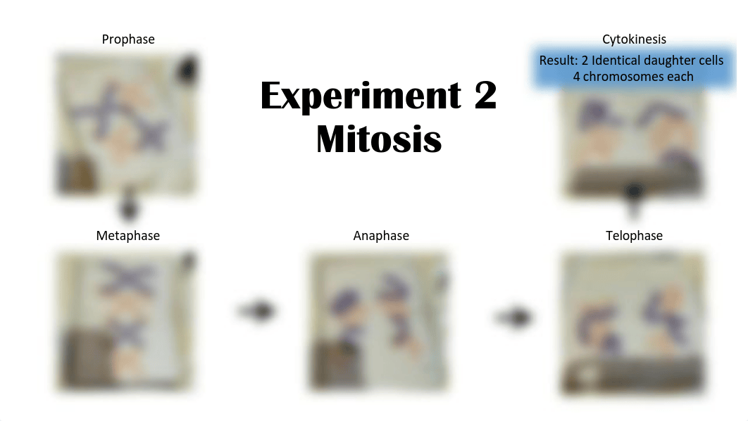 Meiosis and Mitosis.pdf_dqm71uwjr7p_page1