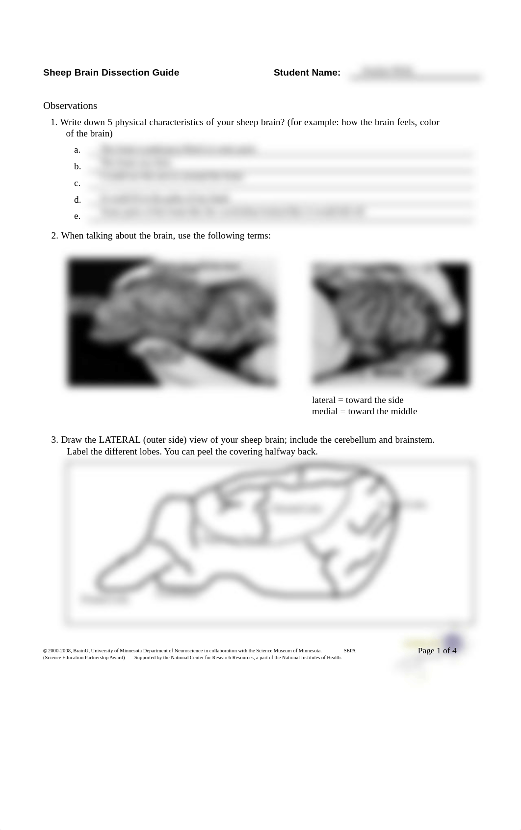 Kami Export - Sheep Brain Dissection worksheet.pdf_dqmfdeohgvo_page1