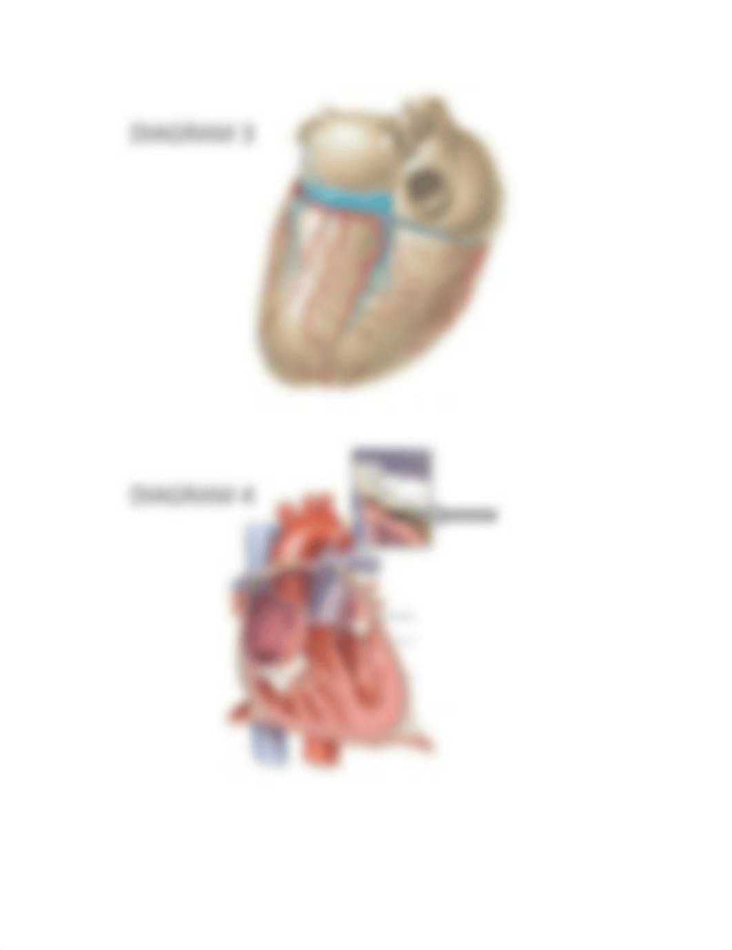 Diagrams for Exam 2.docx_dqmfr71g40d_page2