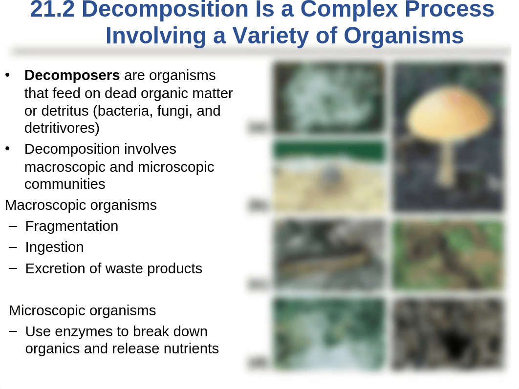 Chapter 21 Decoposition and Nutrient Cycling(1).ppt_dqmi7w4u7ro_page5