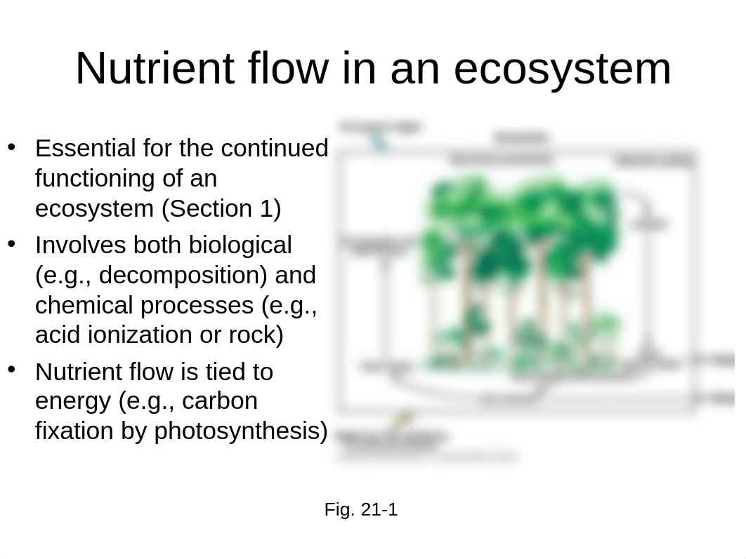 Chapter 21 Decoposition and Nutrient Cycling(1).ppt_dqmi7w4u7ro_page2