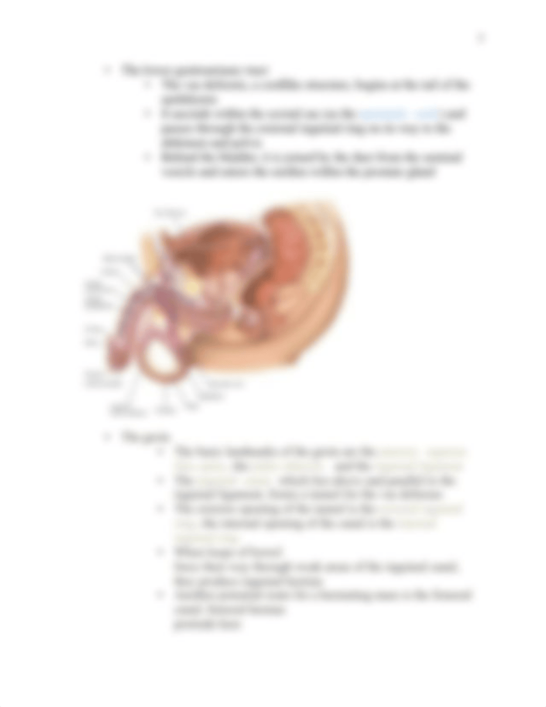 NURG 601 Module 13 Study Guide Male Genitalia.docx_dqmjmjzu8vw_page3