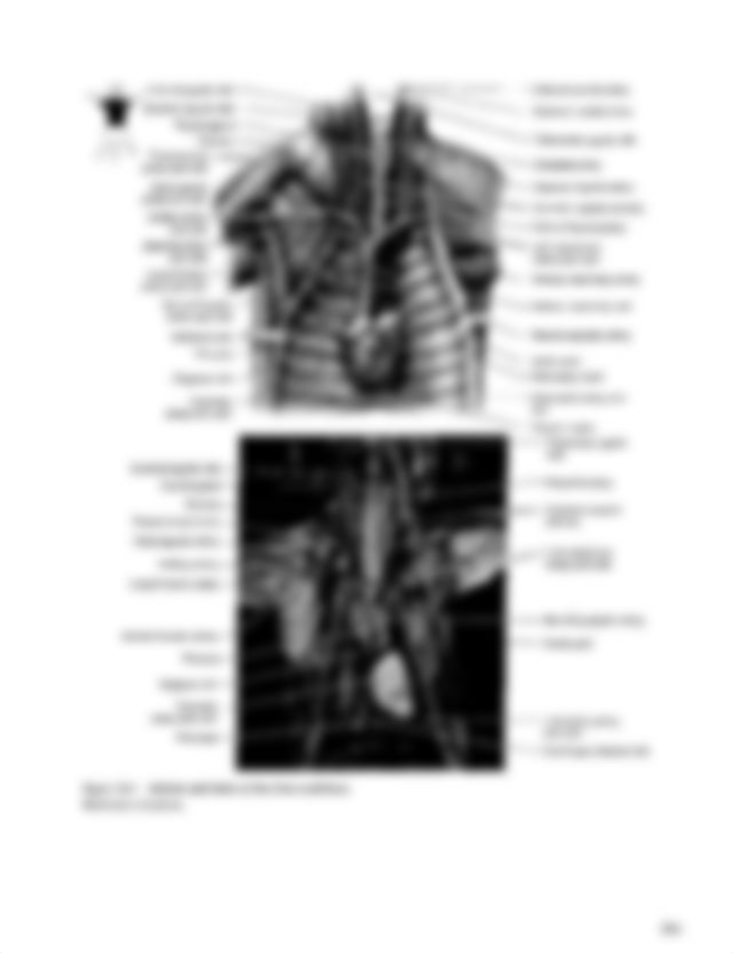 Cat dissection handout_dqnn904y8zg_page3