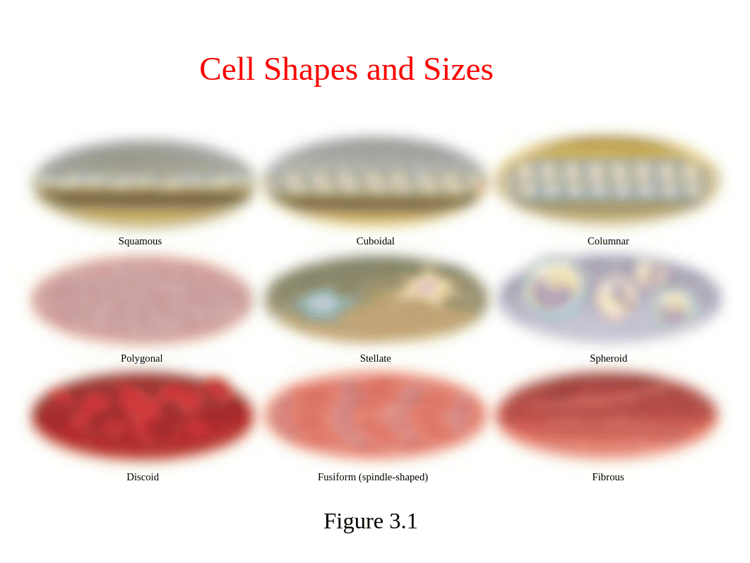 Chapter 3.  Cellular form and Function.ppt_dqo7626pqej_page5