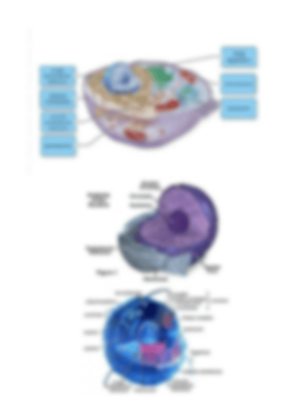 final quiz summary assignment chapt 4 cell and organelles notes.odt_dqp8m3u70vy_page2