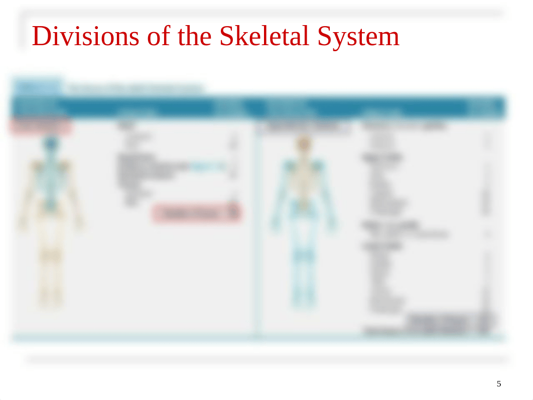 chapter 7- Skeletal System Axial.ppt_dqpnyy10ure_page5