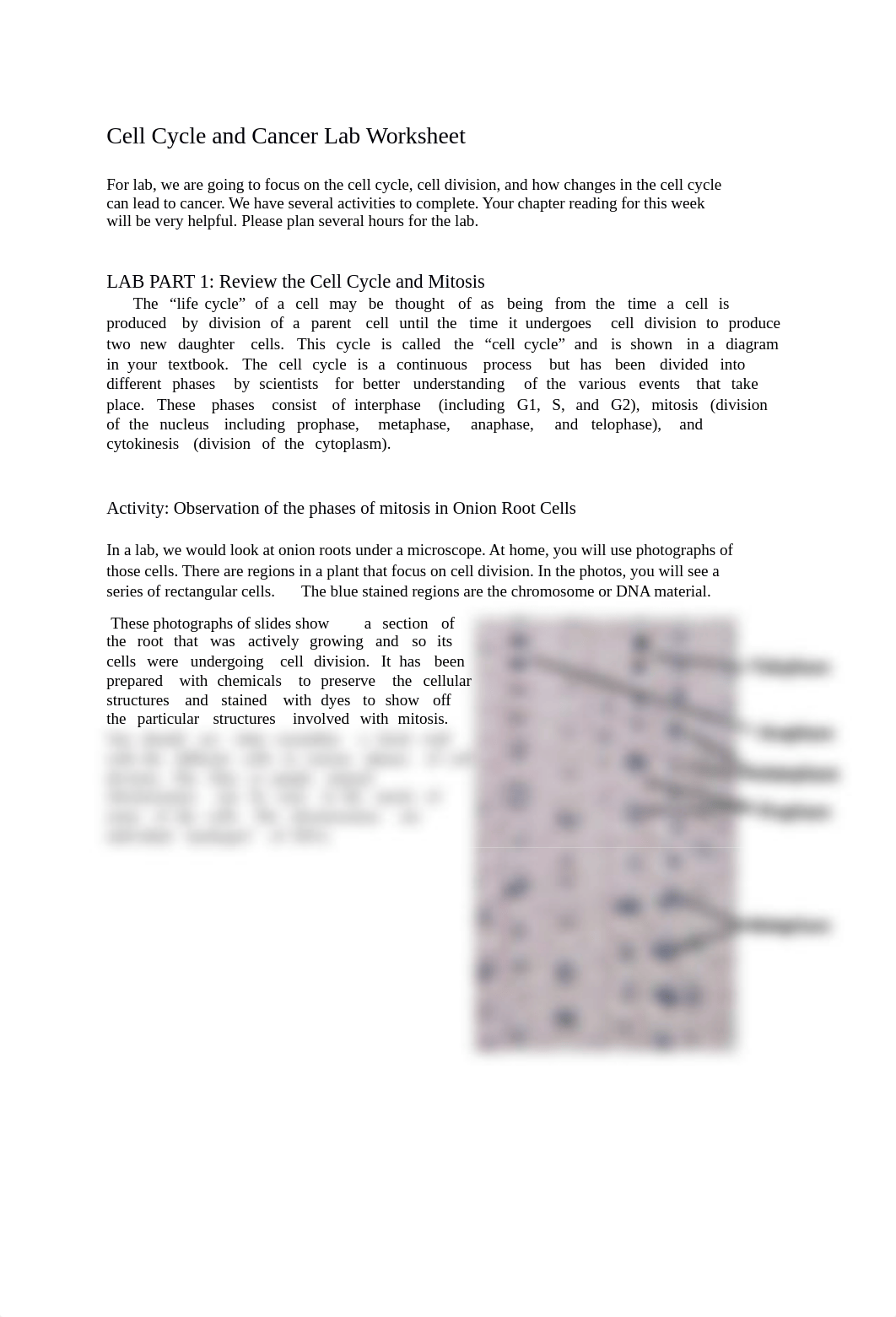 Cell Cycle and Cancer Lab Worksheet21.docx_dqpzu4hckpo_page1