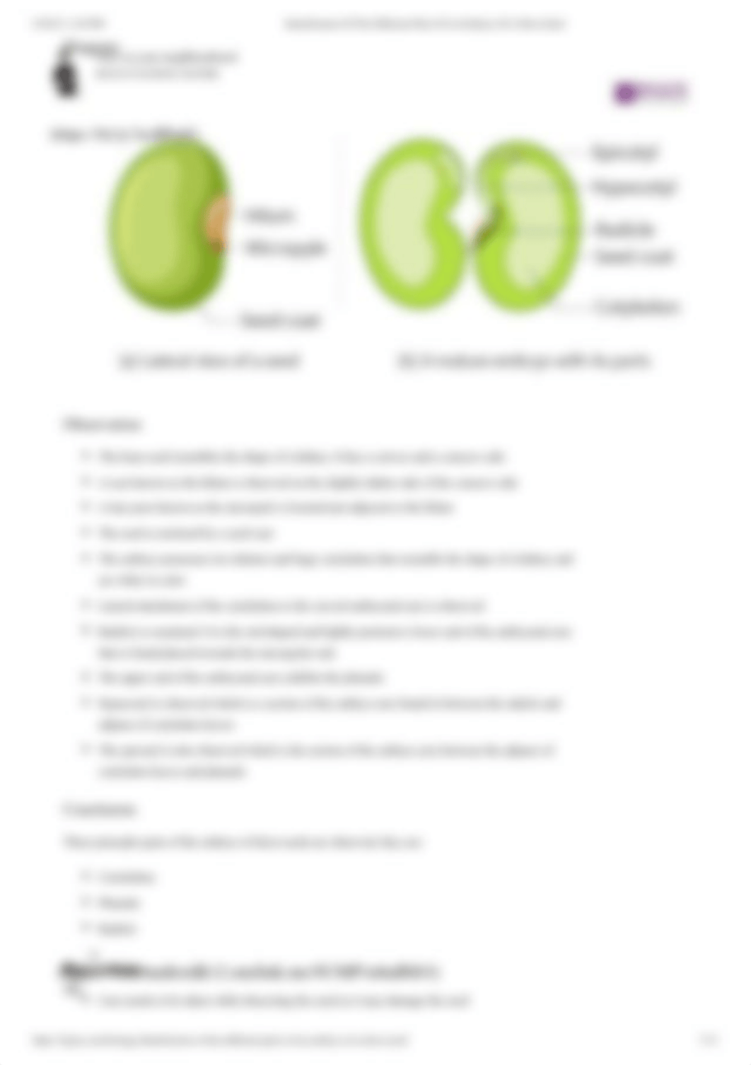 Identification Of The Different Parts Of An Embryo Of A Dicot Seed.pdf_dqqdqufz51a_page3