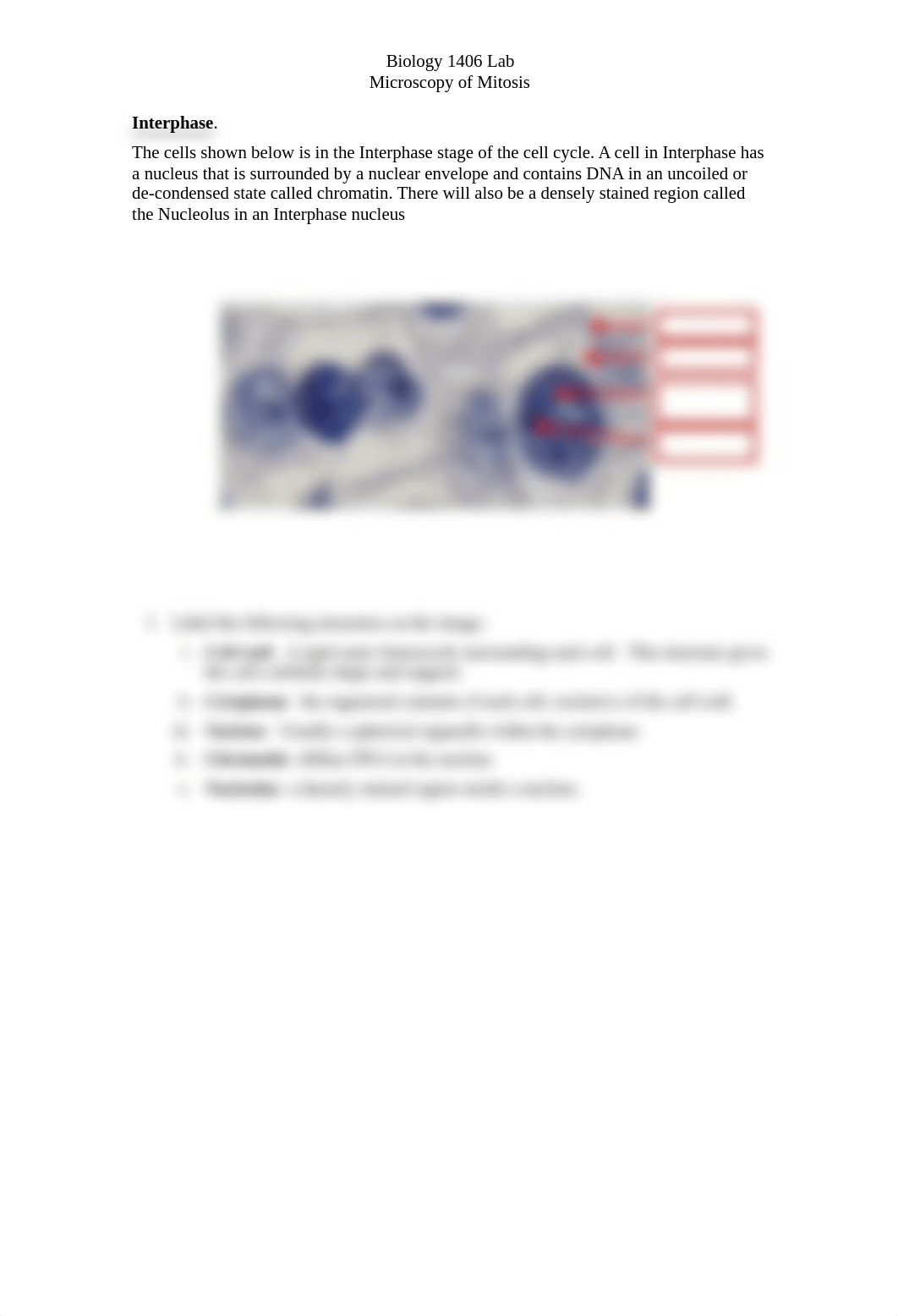 ONLINE Mitosis Meiosis Drawing page KEY .pdf_dqqw4y6uovb_page2