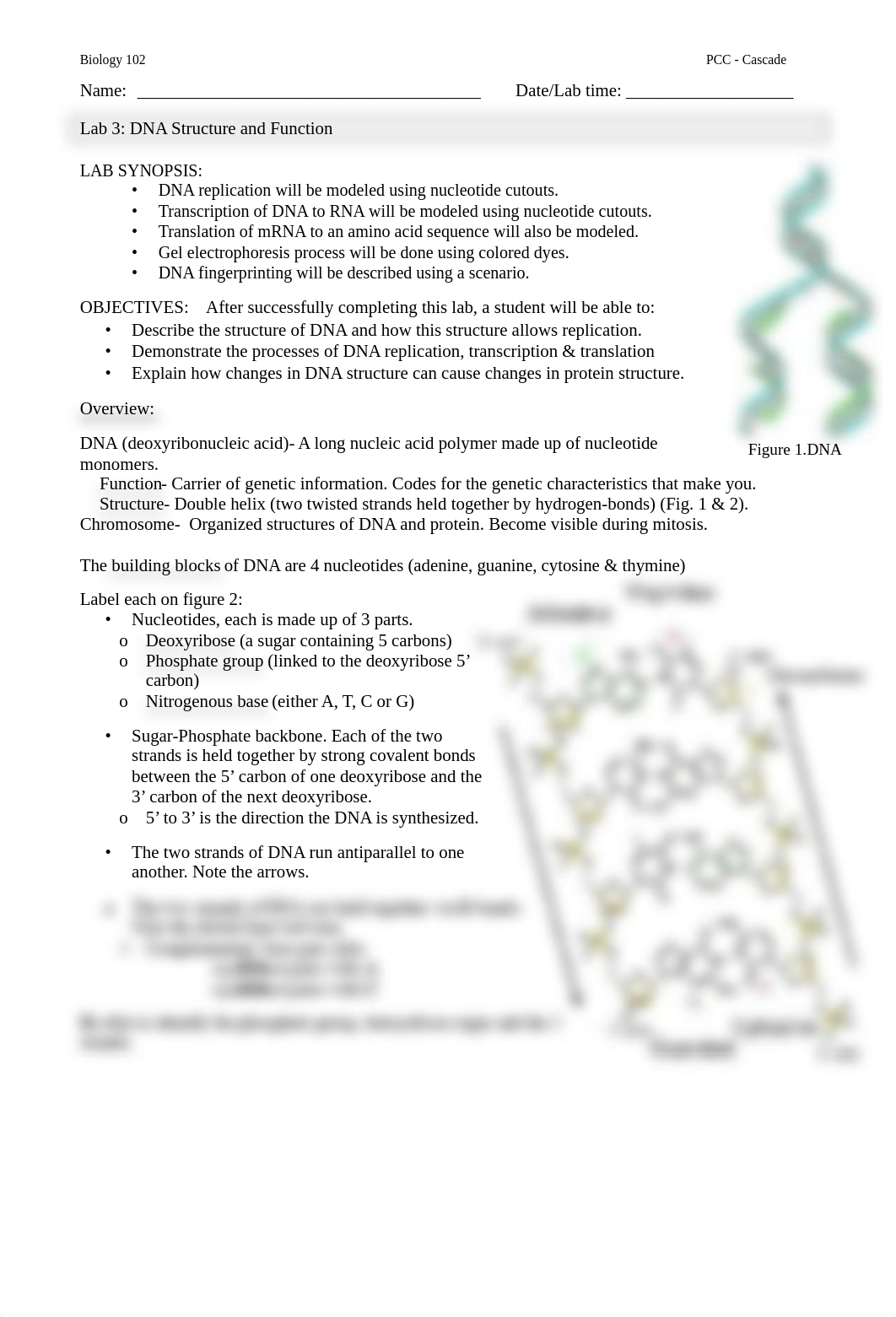 Lab 03 - DNA S-F.pdf_dqrlabhg5gr_page3