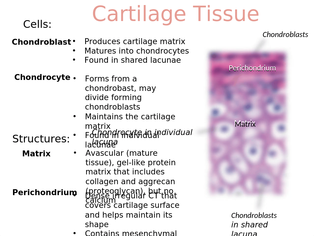 1B Skeletal PP (1).ppt_dqrxw1af2gf_page1