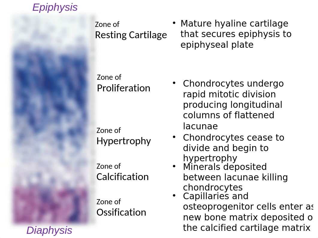 1B Skeletal PP (1).ppt_dqrxw1af2gf_page4