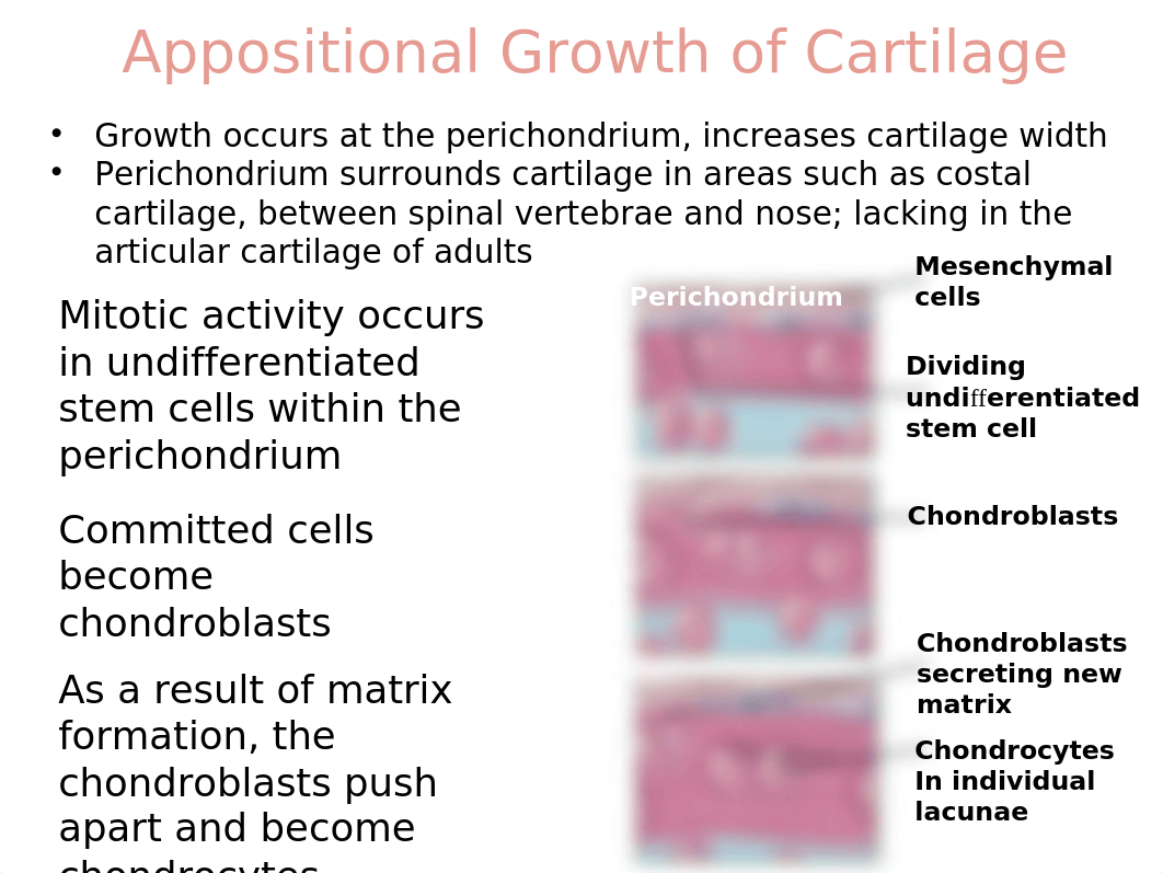 1B Skeletal PP (1).ppt_dqrxw1af2gf_page2