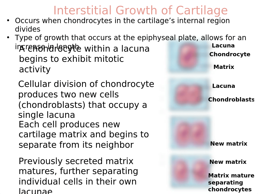 1B Skeletal PP (1).ppt_dqrxw1af2gf_page3