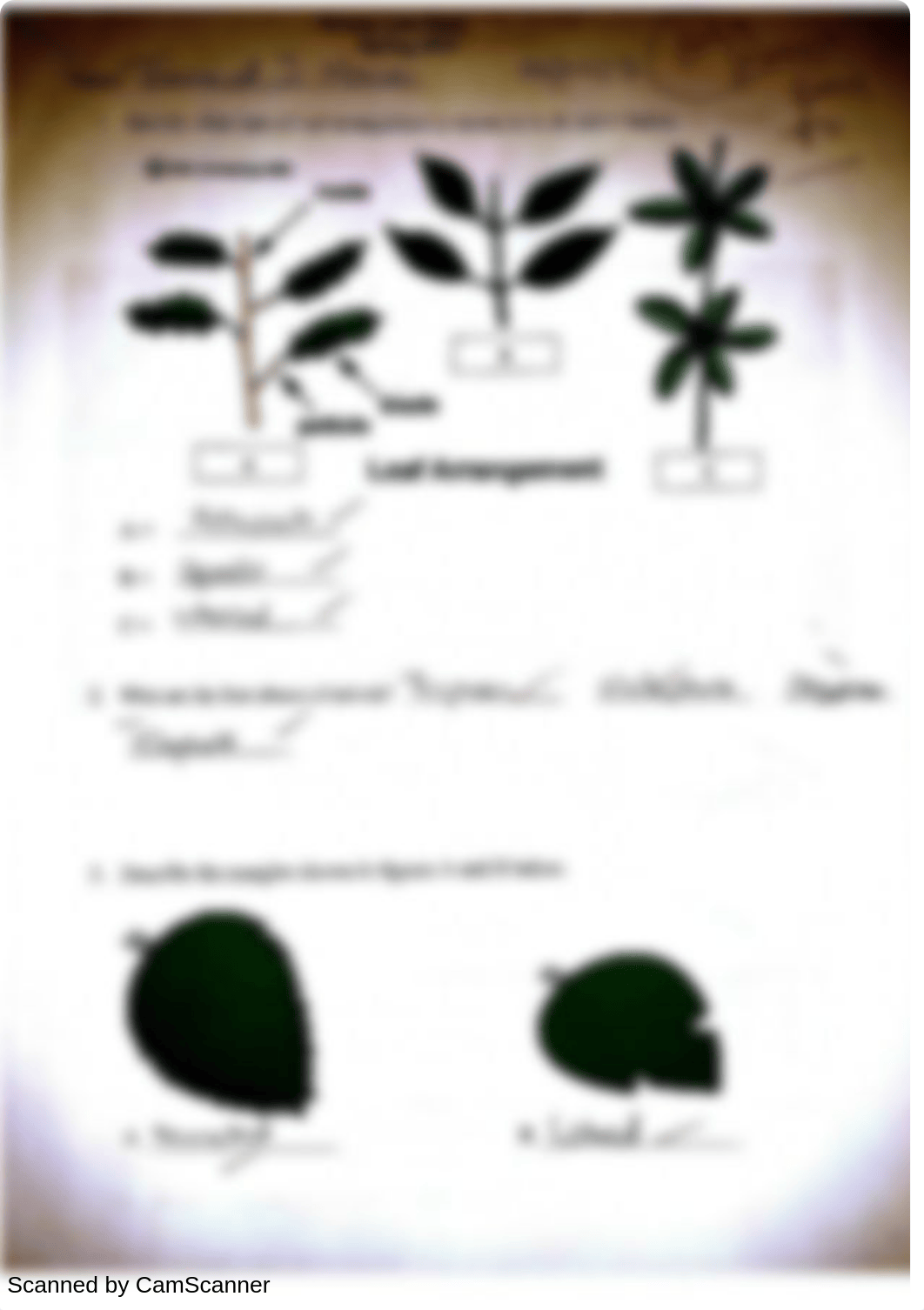 Botany Lab Final Exam_dqry1fd3sac_page1