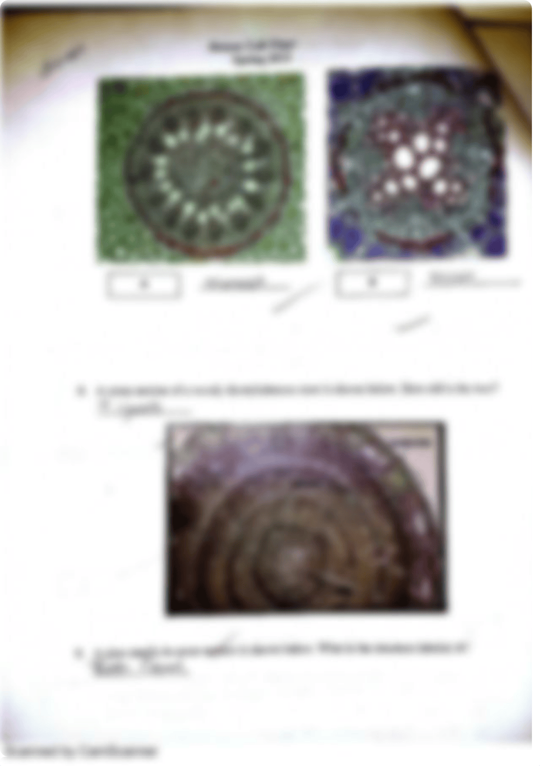 Botany Lab Final Exam_dqry1fd3sac_page4