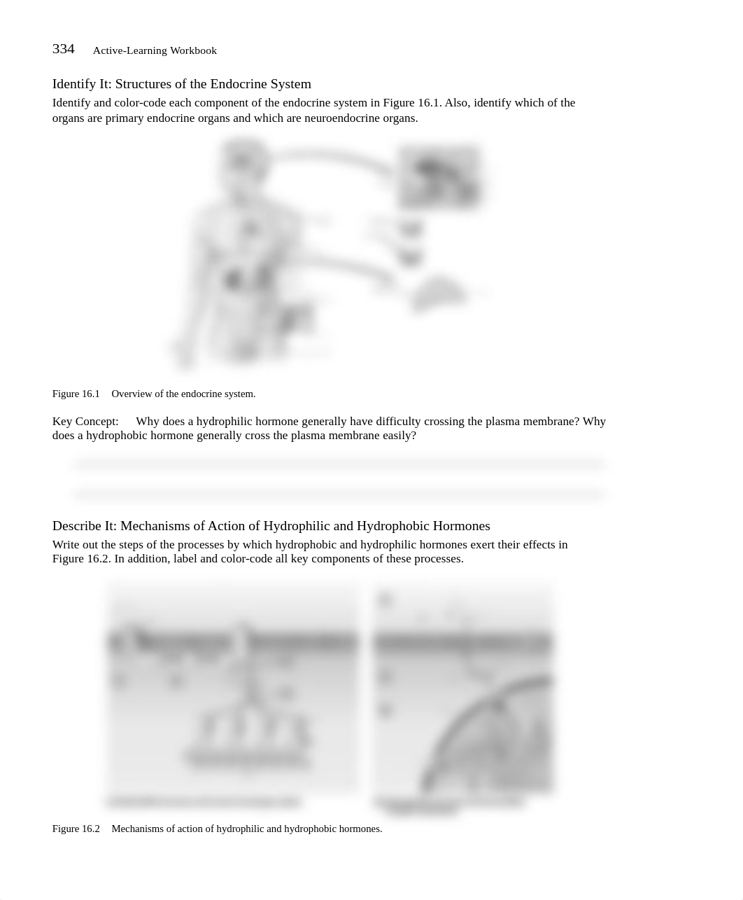 AP1 Chapter 16 Active Learning Workbook.pdf_dqso9p1q22t_page2