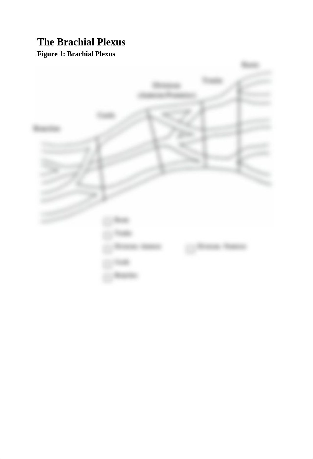 Brachial Plexus Project Student 2016.doc_dqsol6vq4fu_page3