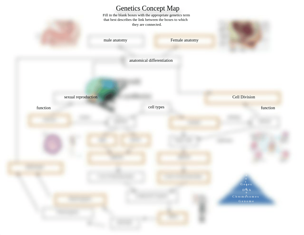 genetics_concept_map_2018.docx_dqsq4ti77dx_page1