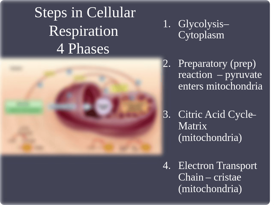 Ch. 8- Cellular Respiration(1)(1).ppt_dqtphiokwq3_page5