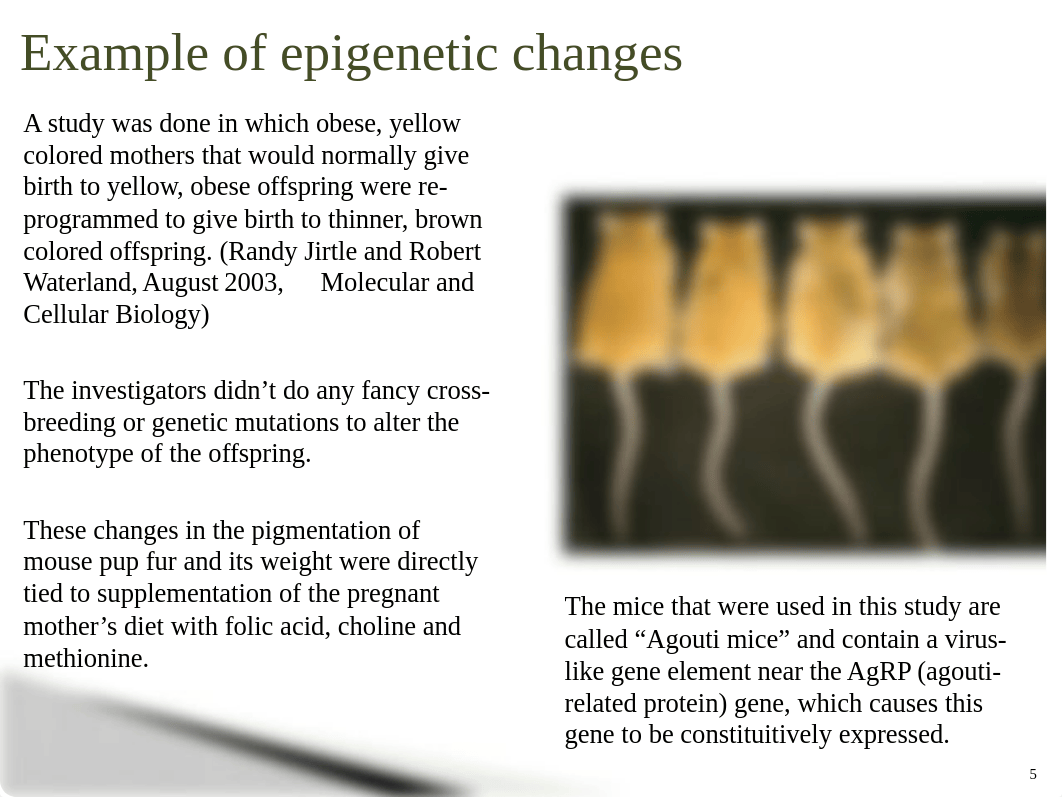 Epigenetic regulation.pptx_dqu8shmemze_page5