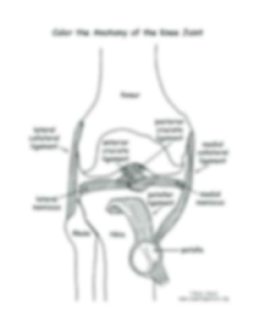 animal-anatomy-and-physiology-worksheets-printable-blank-skeletal-system-labeling.jpg_dquhg1jg2hv_page1