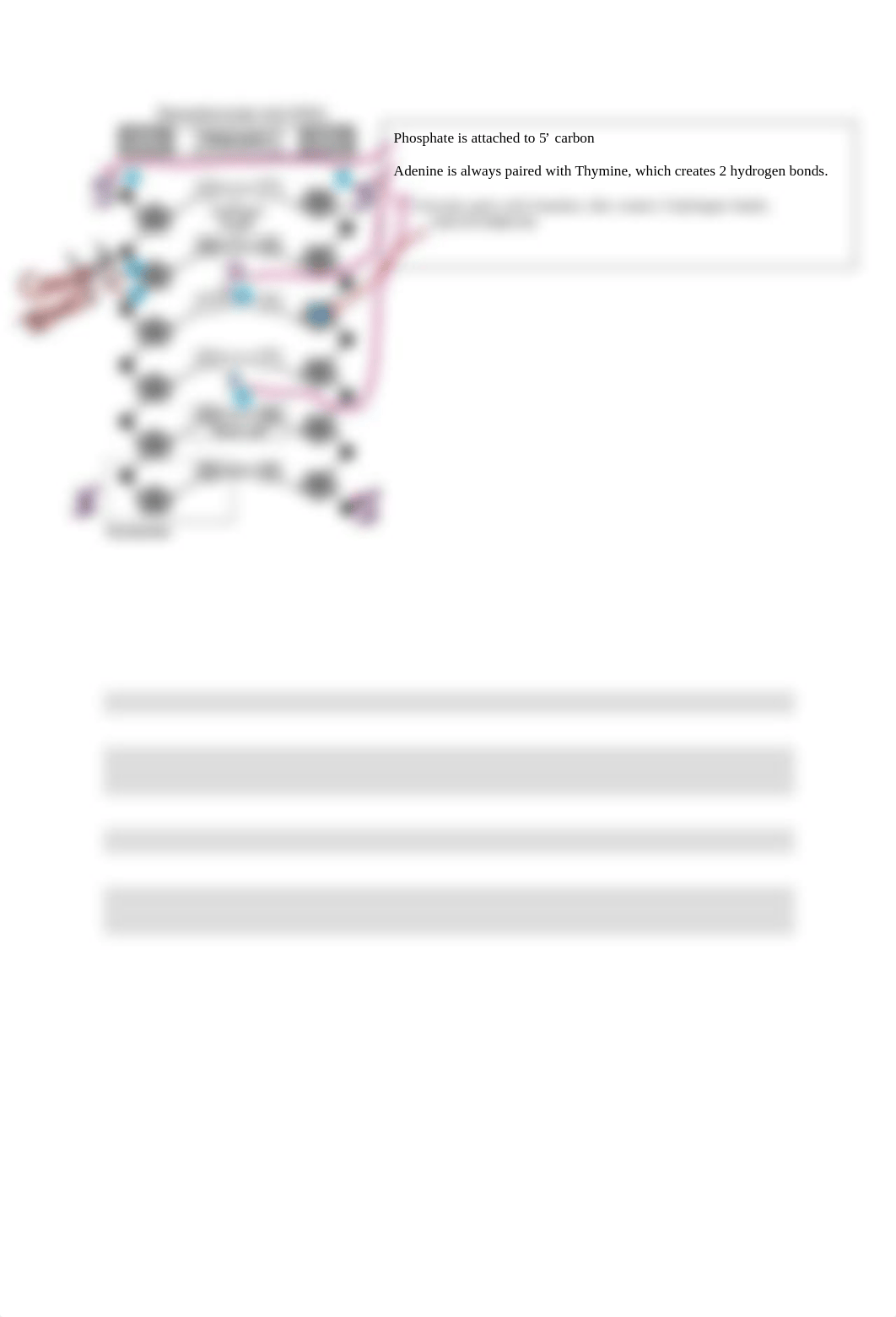 Bio 1140L Unit 8 DNA Study Guide  06-29-2022.pdf_dqui66hyqn5_page5