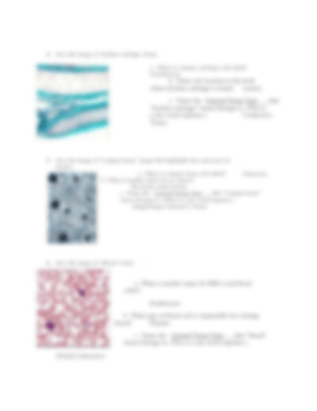 Lab 4 Tissues.docx_dquqg5xe4c5_page2