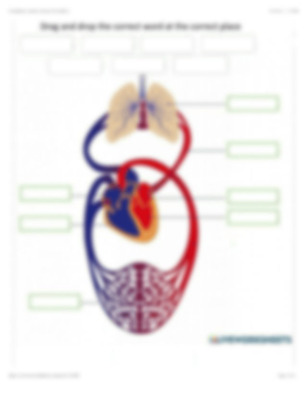 Circulatory system exercise for Grade 6.pdf_dqutkxdzucg_page2