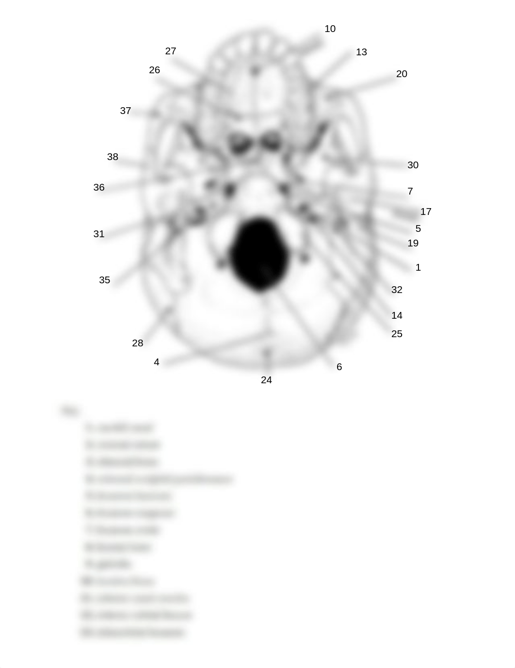 Ex09 Review sheet - The Axial Skeleton (1).pdf_dqv2u3ba31l_page3