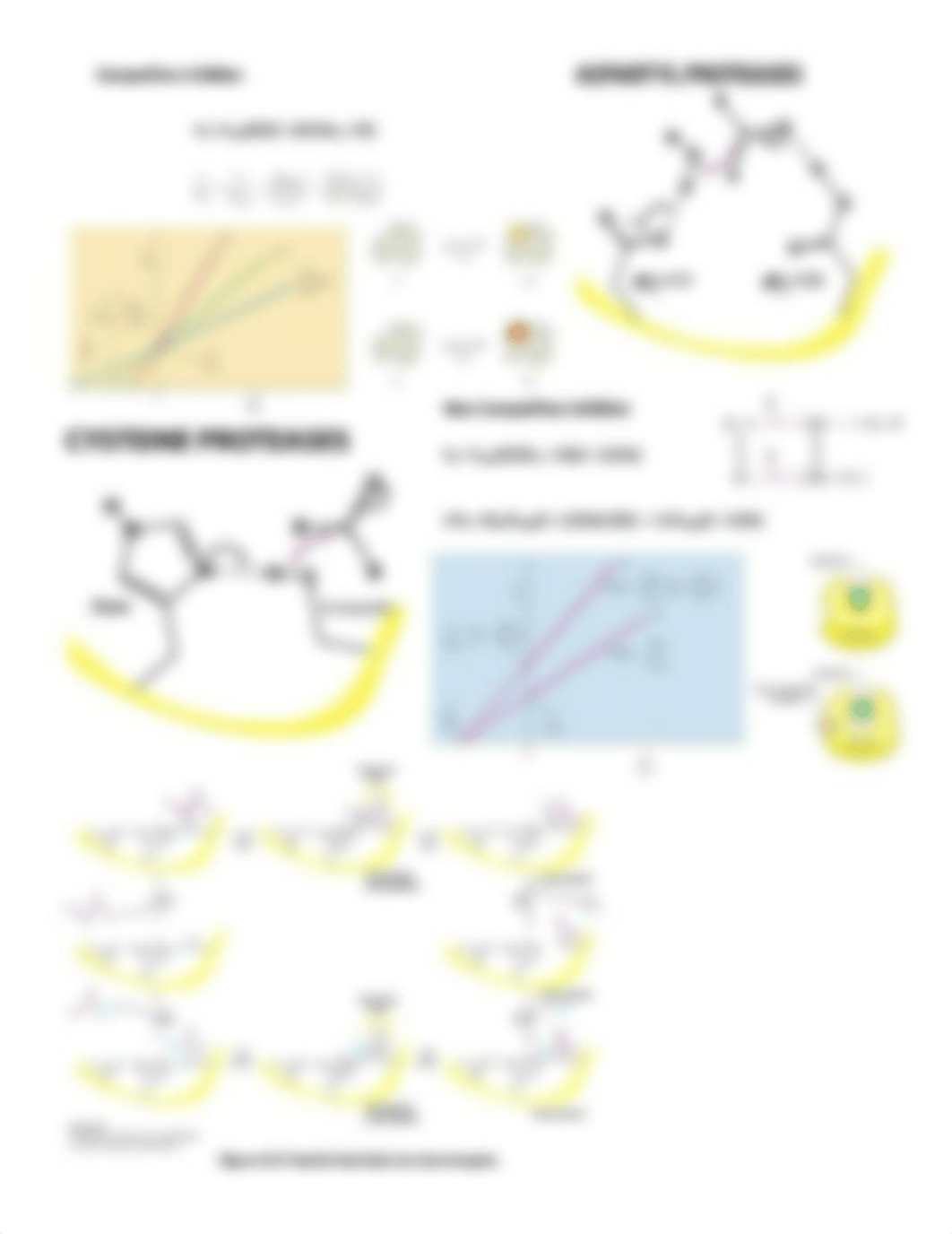 Biochem Exam 1 Fact Sheet.docx_dqvbadd45um_page4