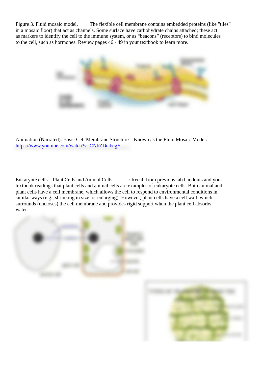 Lab 5 Membrane Diffusion and Osmosis Contemporary Biology Online(1) (3) (2).docx_dqwkekz1kpc_page3