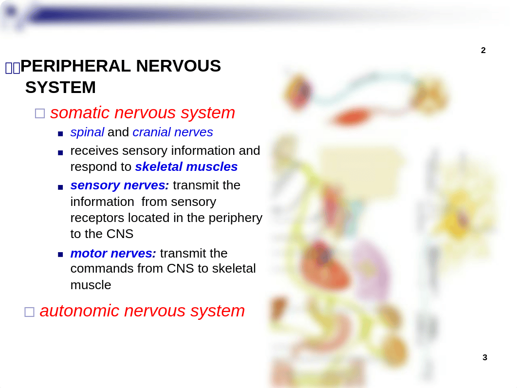 A&P I Lab 9 notes (1).docx_dqxjms9jljy_page3