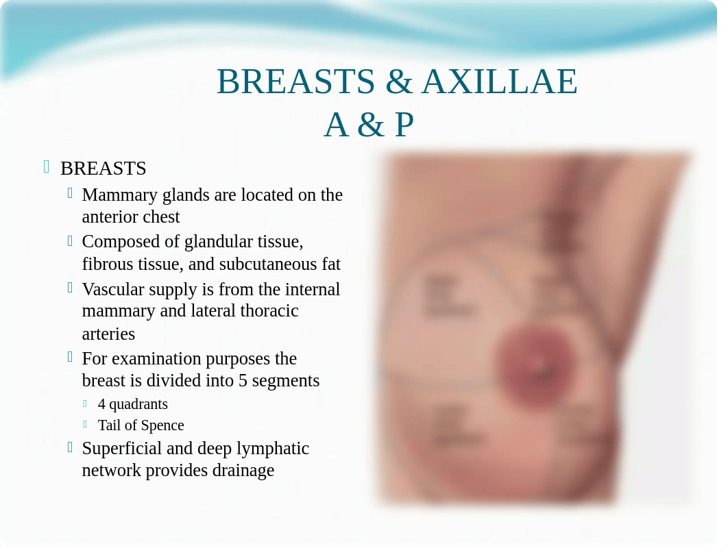 NUR 206 HA  Breast axillae and female genitalia assessment REV Summer 2018.pptx_dqxugz1iv3c_page3