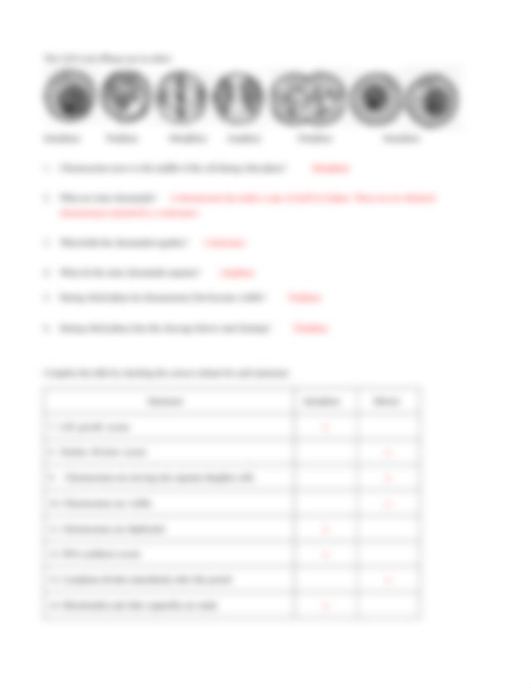 Mitosis Worksheet with Answers.pdf_dqxukakdmwr_page2