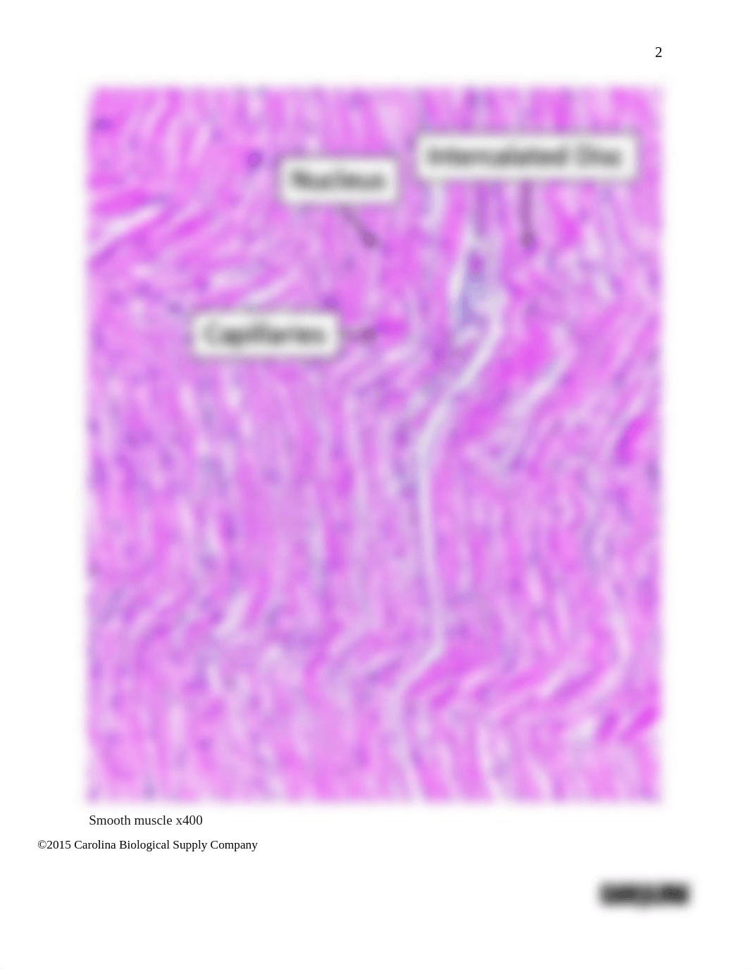 Muscle_Lab_Answer_sheet_dqxw6z6g6qk_page2