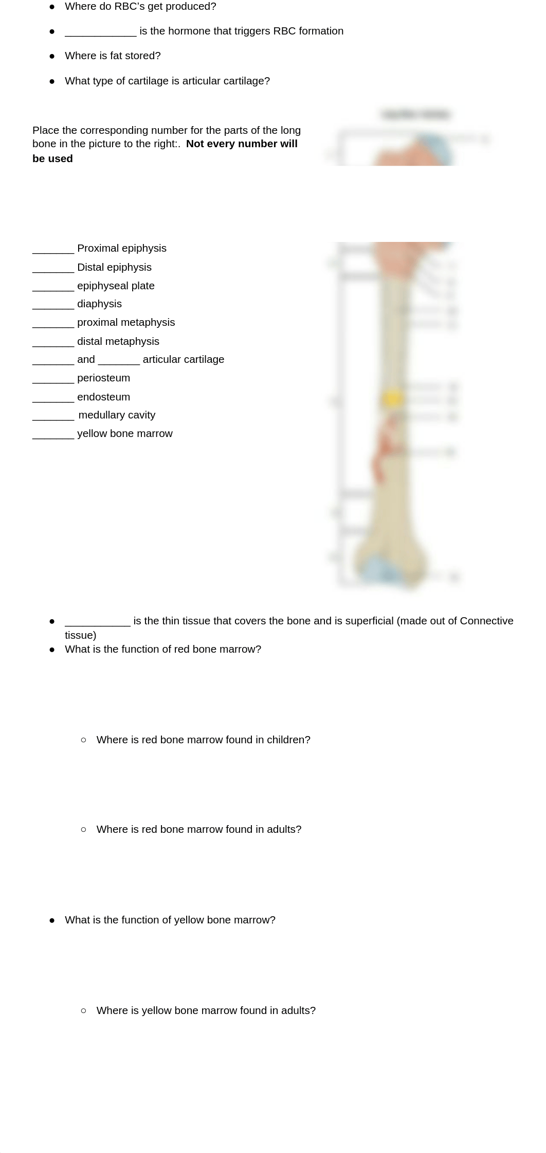 Ch. 12 AVQ --> Study Guide - Skeletal.docx_dqyivz6eico_page3