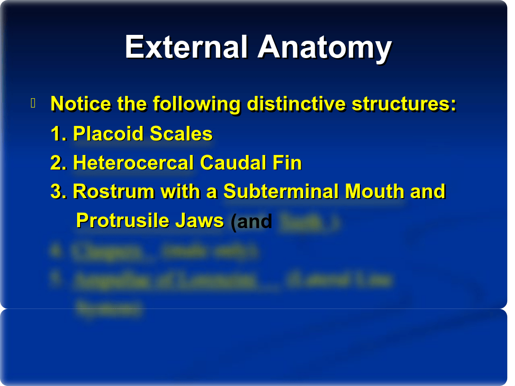 Shark External Anatomy and Skeletal System_dqzbwowh687_page3