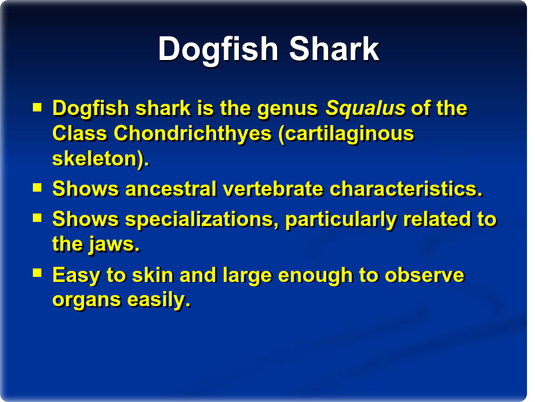 Shark External Anatomy and Skeletal System_dqzbwowh687_page2