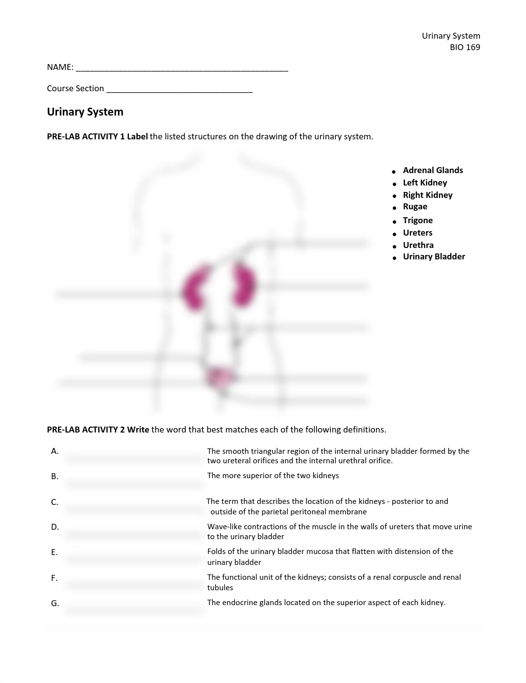 BIO 169 9- Urinary System SP21_editedKA.pdf_dqzm69v9l2v_page1