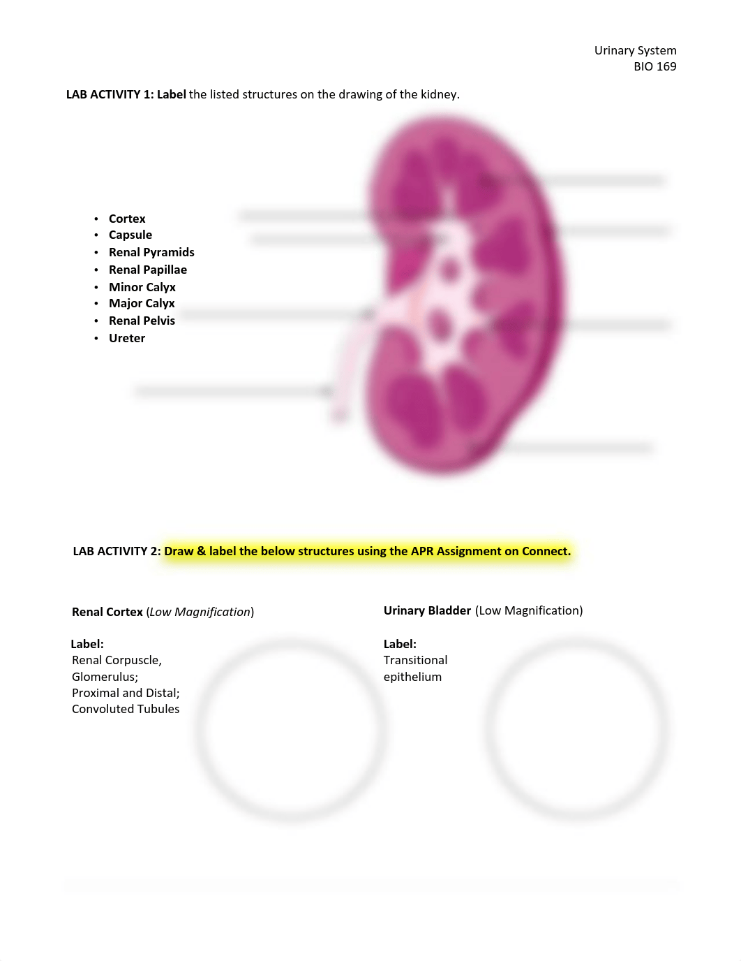 BIO 169 9- Urinary System SP21_editedKA.pdf_dqzm69v9l2v_page2