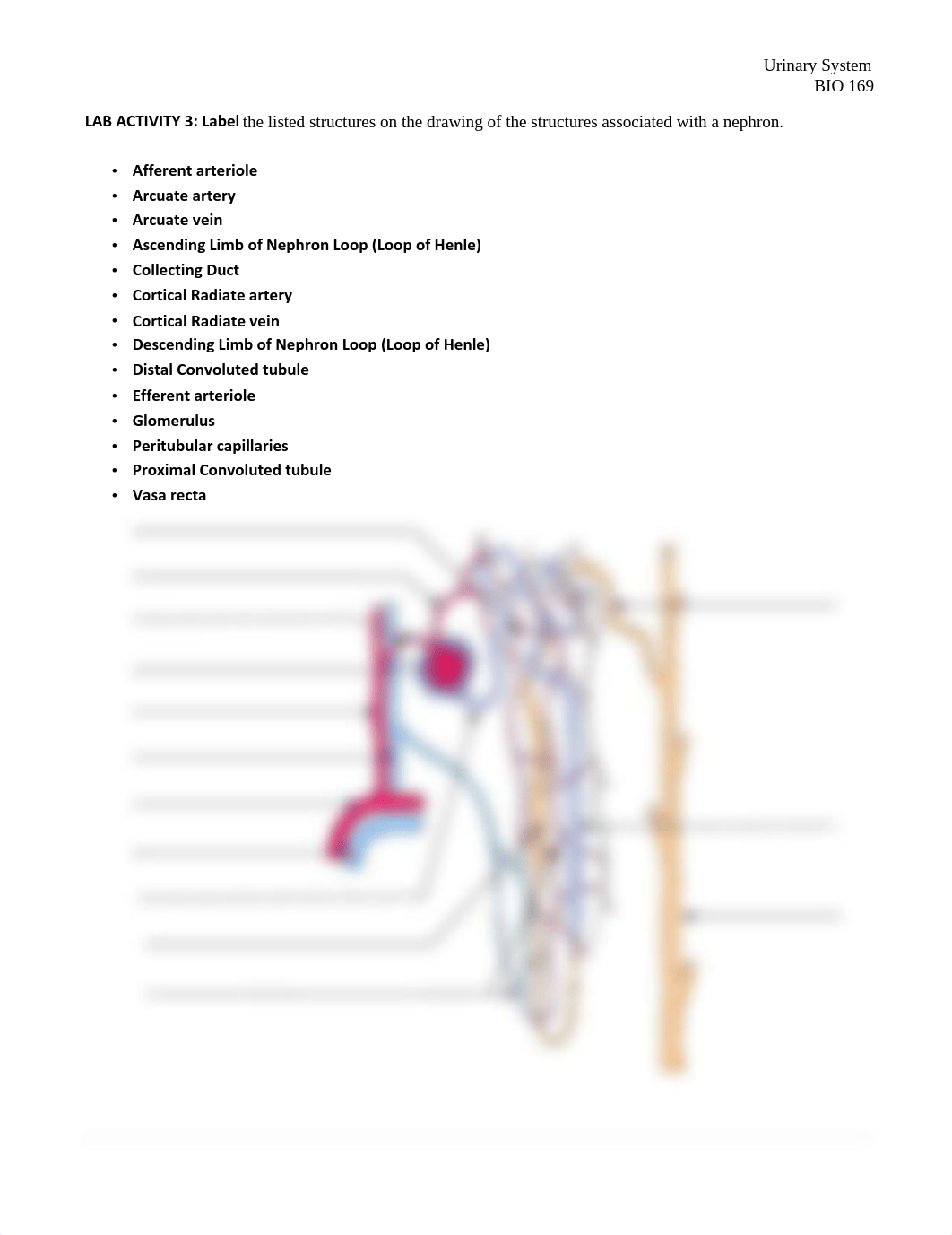 BIO 169 9- Urinary System SP21_editedKA.pdf_dqzm69v9l2v_page3