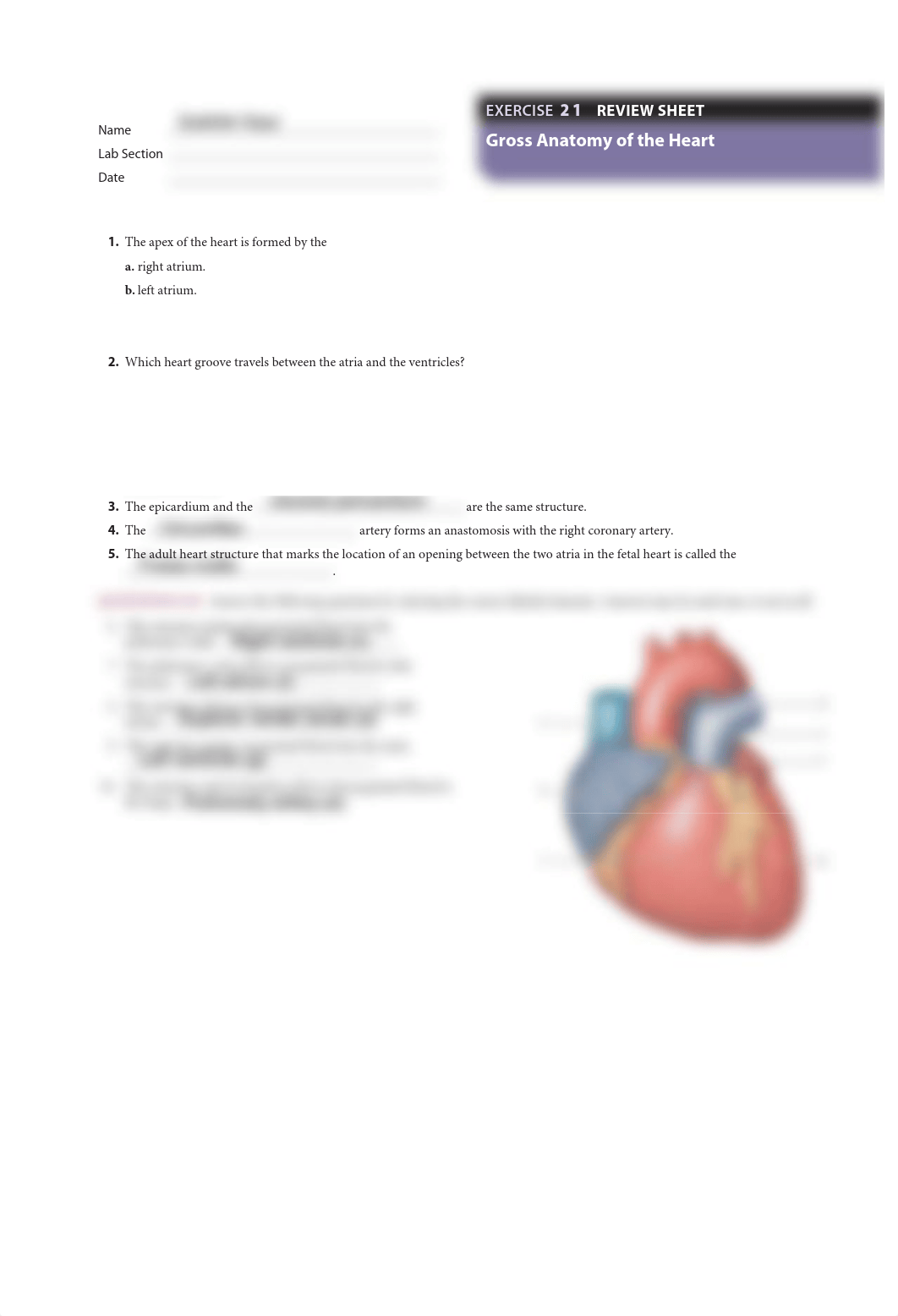 review sheet- heart (1).pdf_dqzqk4n8hc0_page1